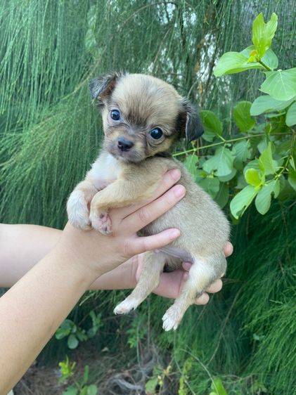 น้องชิวาว่าแท้ เด็กชาย รูปที่ 3