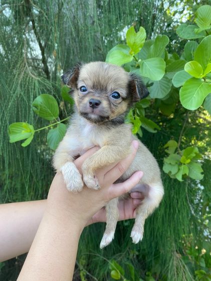 น้องชิวาว่าแท้ เด็กชาย รูปที่ 2