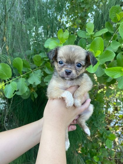 ปอมเมอเรเนียน (Pomeranian) เล็ก น้องชิวาว่าแท้ เด็กชาย