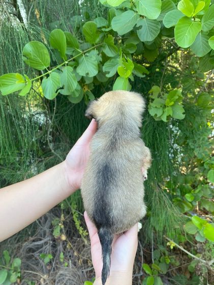 น้องชิวาว่าแท้ เด็กชาย รูปที่ 4