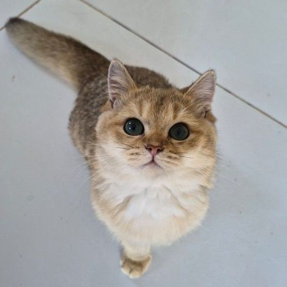 แมว รูปที่ 2
