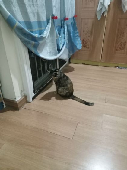 เต็นสนาม 2-3 คนนอน รูปที่ 7