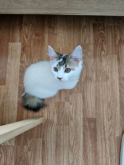 เมนคูน (Maine Coon) ลูกแมวเมนคูนผสมเปอร์เซีย เพศเมีย