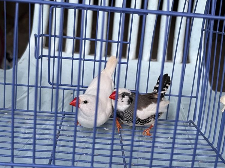 ซีบร้าฟินซ์ รูปที่ 2