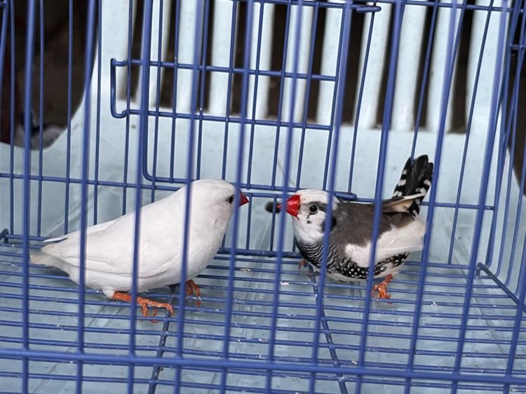 ซีบร้าฟินซ์ รูปที่ 3