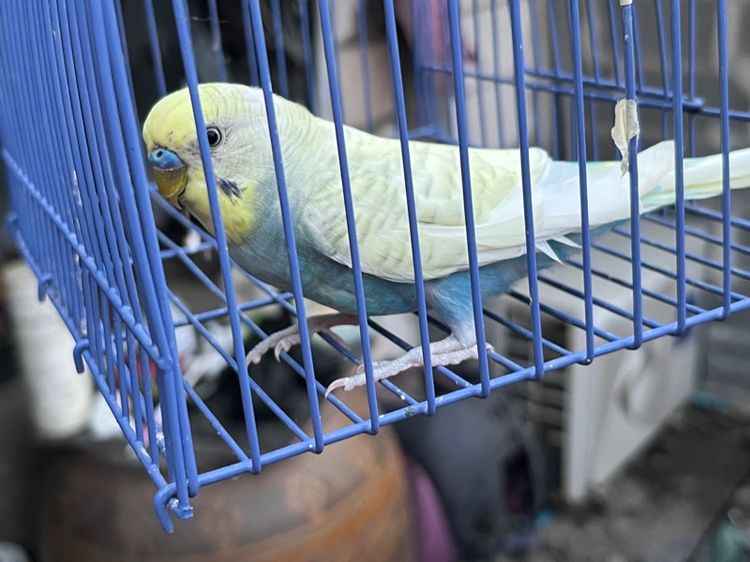 หงส์หยก