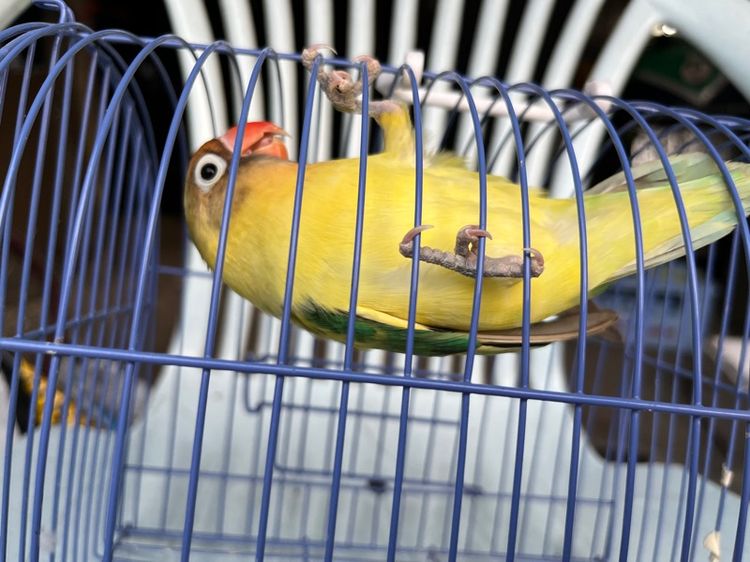 เลิฟเบิร์ดเพศผู้ รูปที่ 4