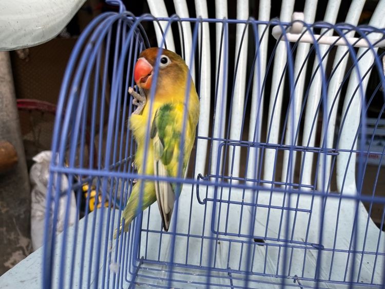 เลิฟเบิร์ดเพศผู้ รูปที่ 3