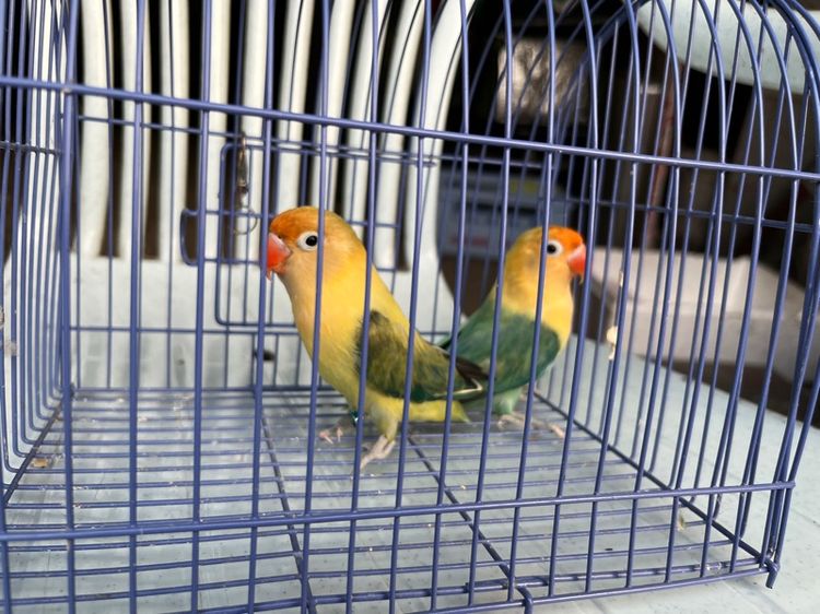 เลิฟเบิร์ดคู่ผู้เมีย