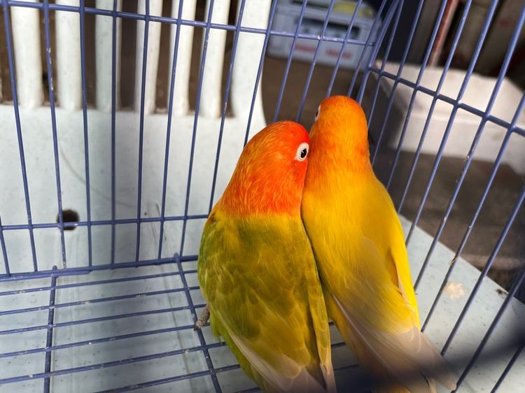 เลิฟเบิร์ด รูปที่ 2