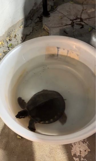 เต่าหมูบิน