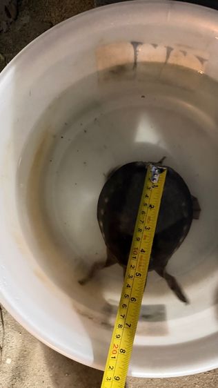 เต่าหมูบิน รูปที่ 2