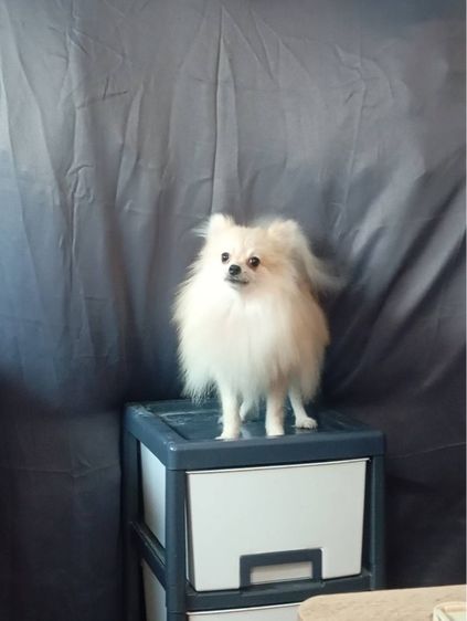 เพศผู้ 12 เดือน รูปที่ 2