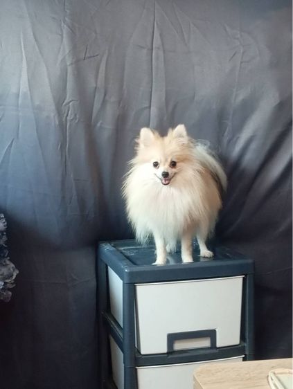 เพศผู้ 12 เดือน รูปที่ 3