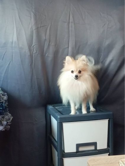 เพศผู้ 12 เดือน