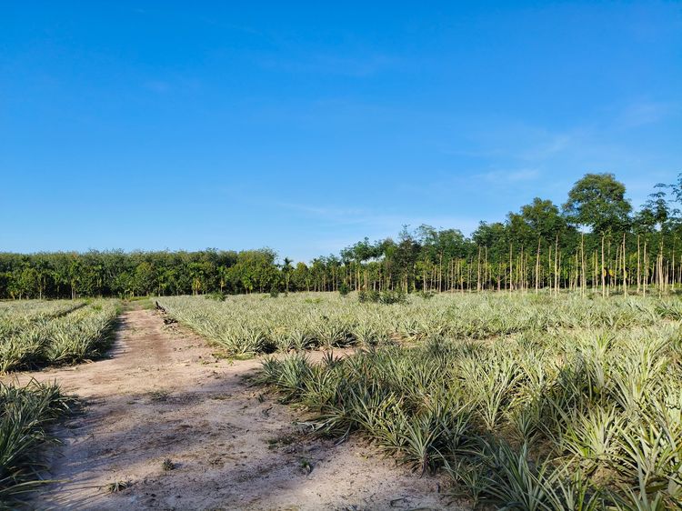 ขายด่วน ที่ดิน บ้านนา แกลง ระยอง 5 ไร่ 68.5 ตรว. ใกล้คลองชลประทาน รูปที่ 3