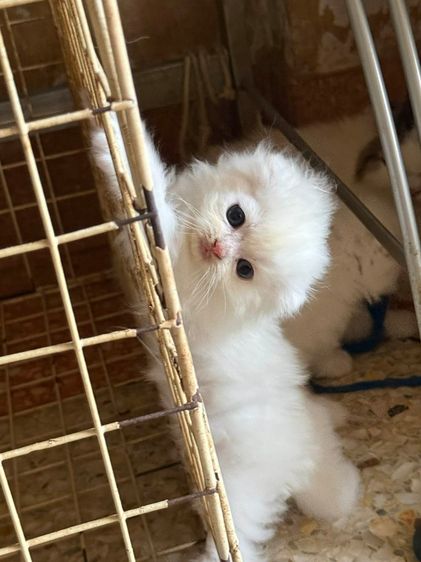 สก็อตติชโฟลด์ รูปที่ 2