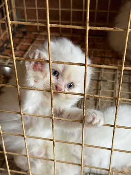 สก็อตติชโฟลด์ รูปที่ 4