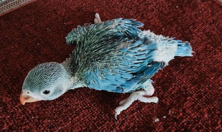 ขายนกแก้วริงเนค