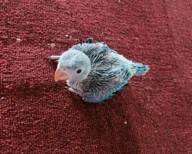 ขายนกแก้วริงเนค รูปที่ 3