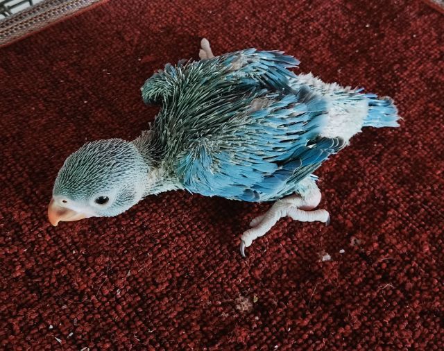 ขายนกแก้วริงเนค รูปที่ 2