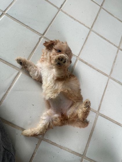 พุดเดิ้ล รูปที่ 8