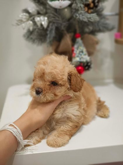 พุดเดิ้ล รูปที่ 4