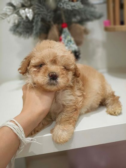 พุดเดิ้ล รูปที่ 5