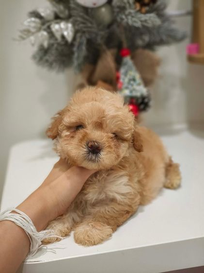 พุดเดิ้ล รูปที่ 3