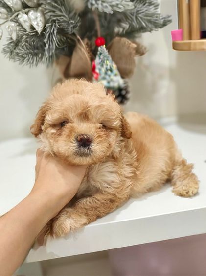 พุดเดิ้ล รูปที่ 2