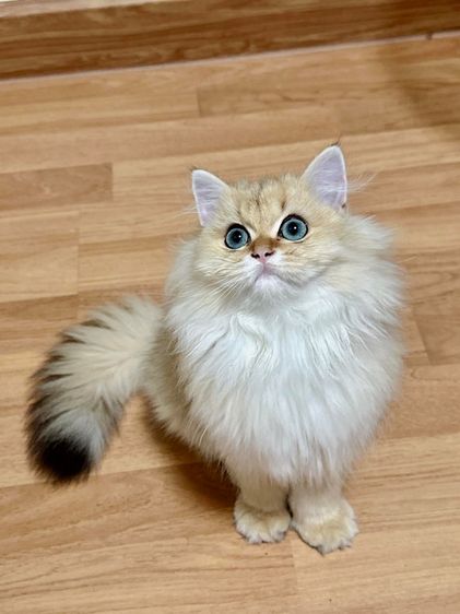 บริติช ชอร์ตแฮร์ (British Shorthair) บริติสแท้ขนยาว
