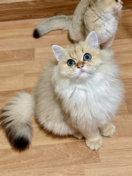 บริติสแท้ขนยาว รูปที่ 2