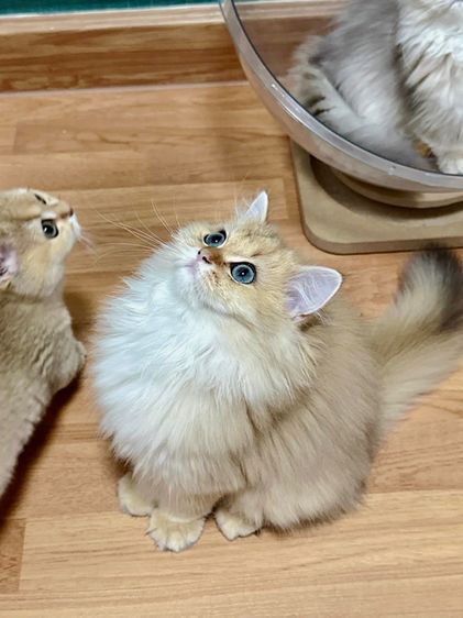 บริติสแท้ขนยาว รูปที่ 3