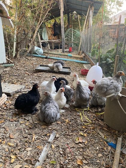 ไก่มินิโคชิน รูปที่ 2