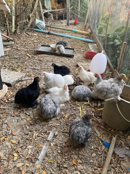 ไก่มินิโคชิน รูปที่ 3