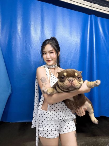 Exotic bully เพศเมีย สีพายช็อคไตร มัดจำแล้ว รูปที่ 7