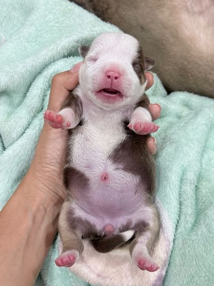 Exotic bully เพศเมีย สีพายช็อคไตร มัดจำแล้ว