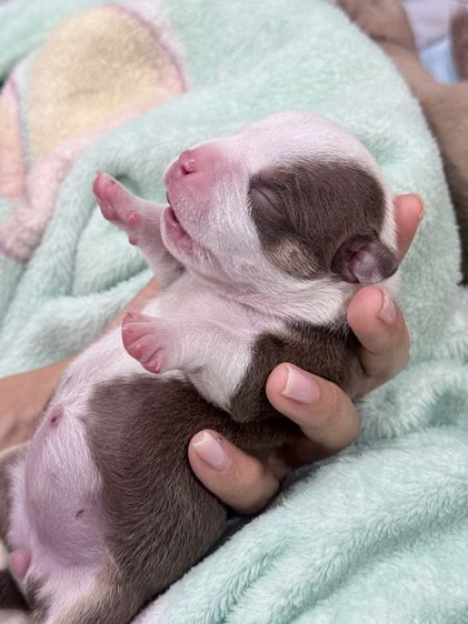 Exotic bully เพศเมีย สีพายช็อคไตร มัดจำแล้ว รูปที่ 3