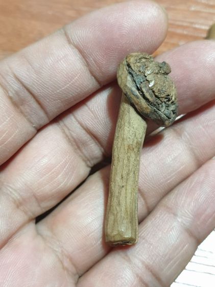 ปลัดขิกหลวงปู่เมฆ และ ปลัดขิก ไม้กาฝาก ไม่ทราบวัดและปีที่ออก สภาพสวยเก่าได้อายุ ปลัดขิกหลวงปู่เมฆ 300 ปลัดขิกไม้กาฝาก 400 สนใจ 2 อันคิด 500 รูปที่ 7