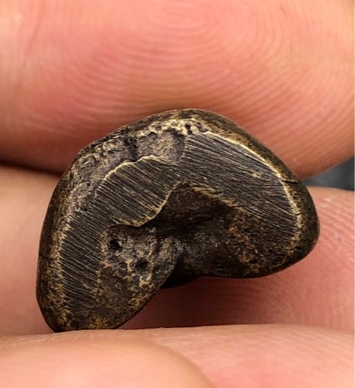 พระเก่าๆ เหมาๆ บ้านๆ พระคนแก่เก่าๆเก็บทิ้งใว้ก่อนจากไป081-3330446 L.tonyabu รูปที่ 6