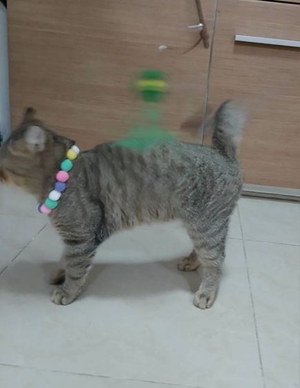 สก็อตติชโฟลด์ เพศผู้ ลดประชากรเพศผู้ รูปที่ 5