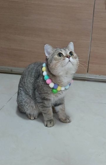 บริติช ชอร์ตแฮร์ (British Shorthair) สก็อตติชโฟลด์ เพศผู้ ลดประชากรเพศผู้
