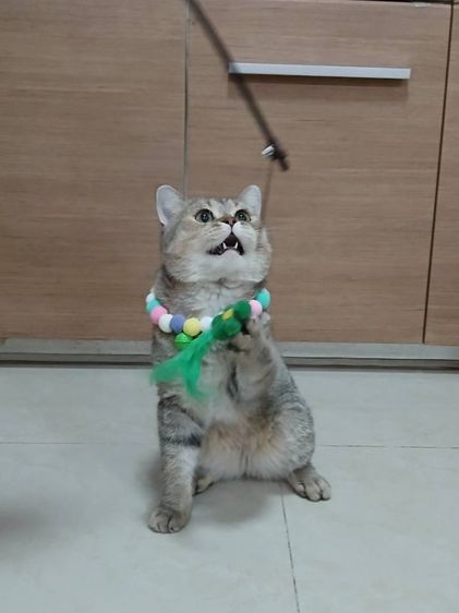 สก็อตติชโฟลด์ เพศผู้ ลดประชากรเพศผู้ รูปที่ 3