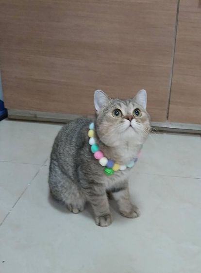 สก็อตติชโฟลด์ เพศผู้ ลดประชากรเพศผู้ รูปที่ 2