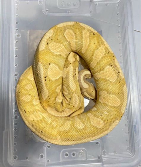 งูบอล งูBALLPYTHON  Cg YB ปี24 รูปที่ 2