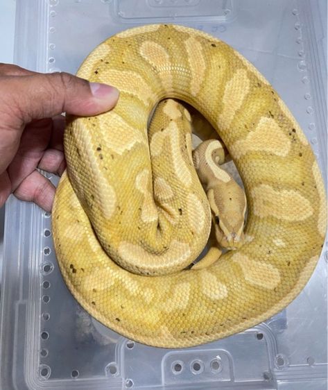 งูบอล งูBALLPYTHON  Cg YB ปี24 รูปที่ 3