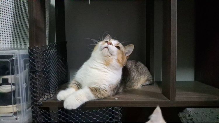 ต้าวน้อยคาราเมล รูปที่ 15