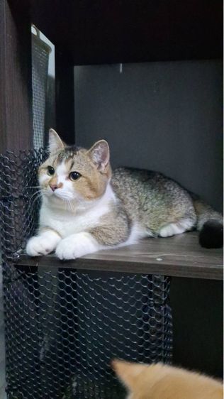 ต้าวน้อยคาราเมล รูปที่ 6