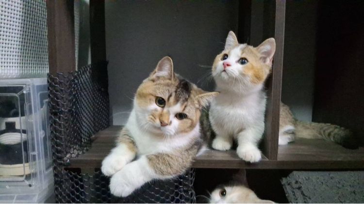 ต้าวน้อยคาราเมล รูปที่ 11