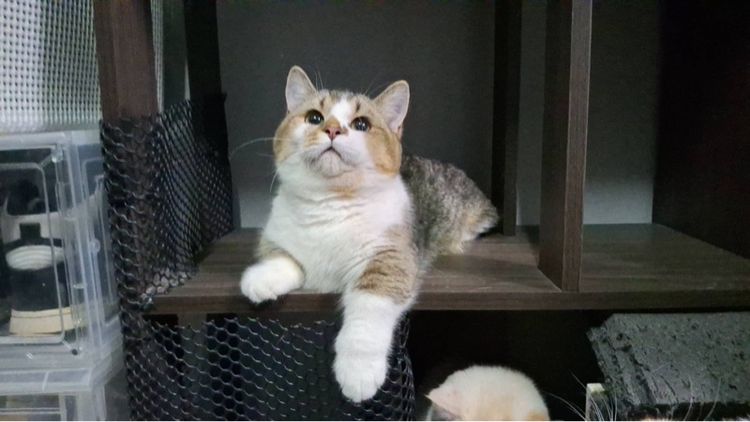 ต้าวน้อยคาราเมล รูปที่ 10